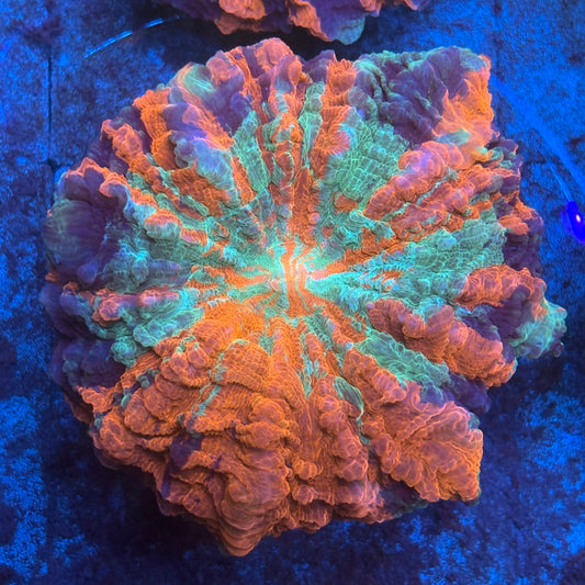 Rainbow Acanthophyllia B02-03-M08