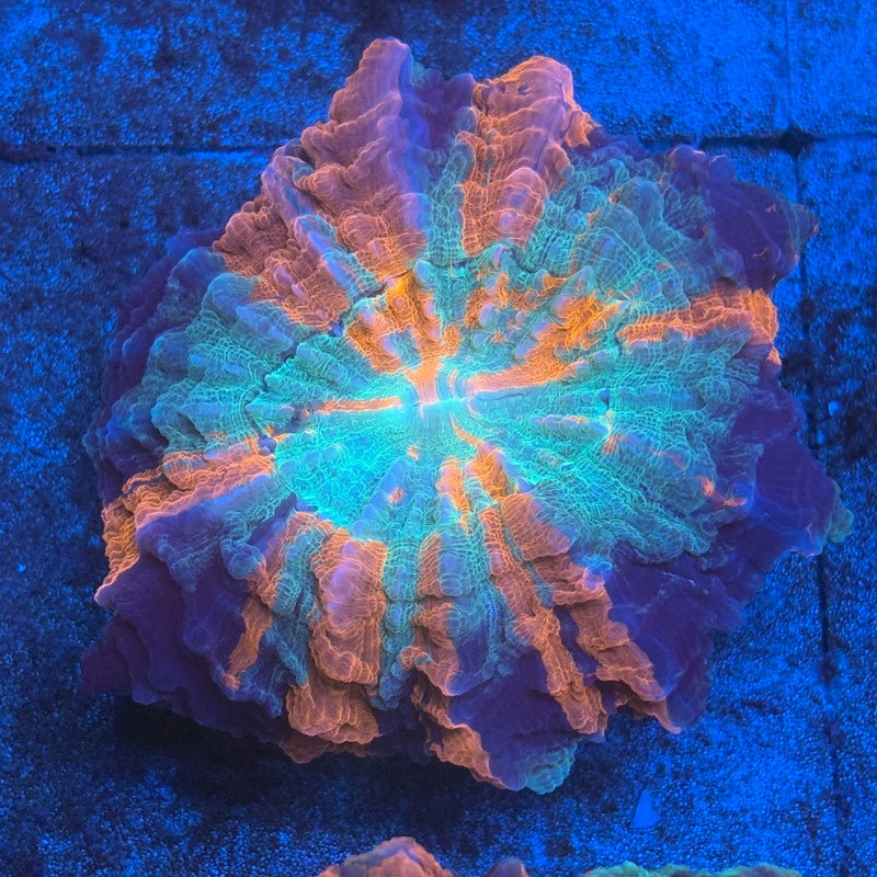Rainbow Acanthophyllia B02-04-M08