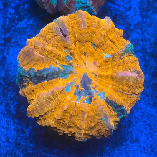 Rainbow Acanthophyllia B02-05-M08