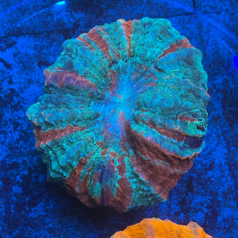 Ultra Acanthophyllia B02-06-M08