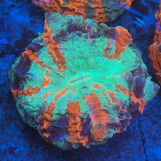 Ultra Acanthophyllia B02-07-M08