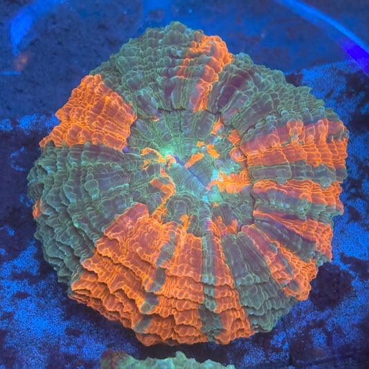 Rainbow Acanthophyllia B02-08-M08