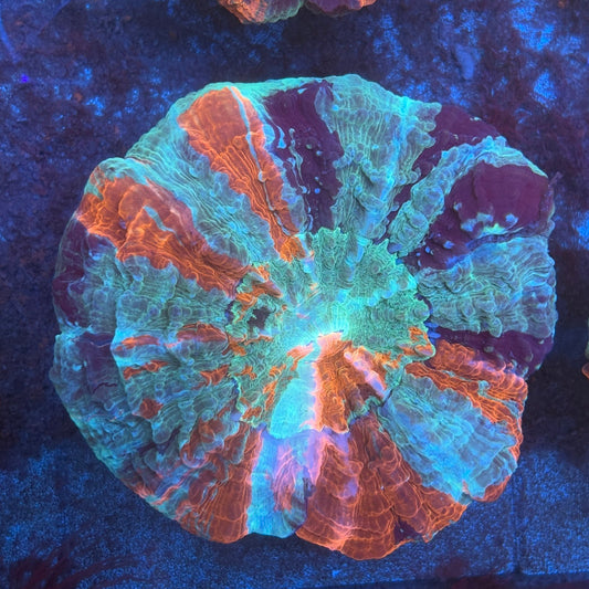 Ultra Acanthophyllia B03-01-M08