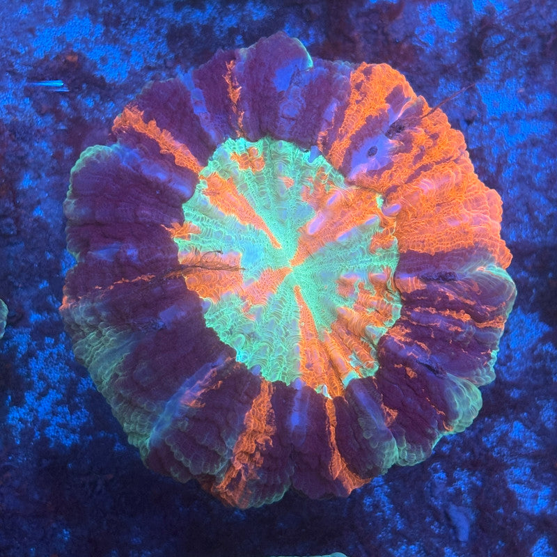 Rainbow Acanthophyllia B03-02-M08