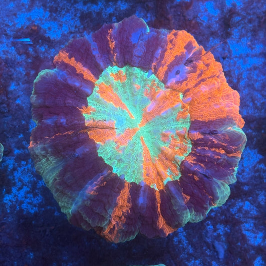 Rainbow Acanthophyllia B03-02-M08