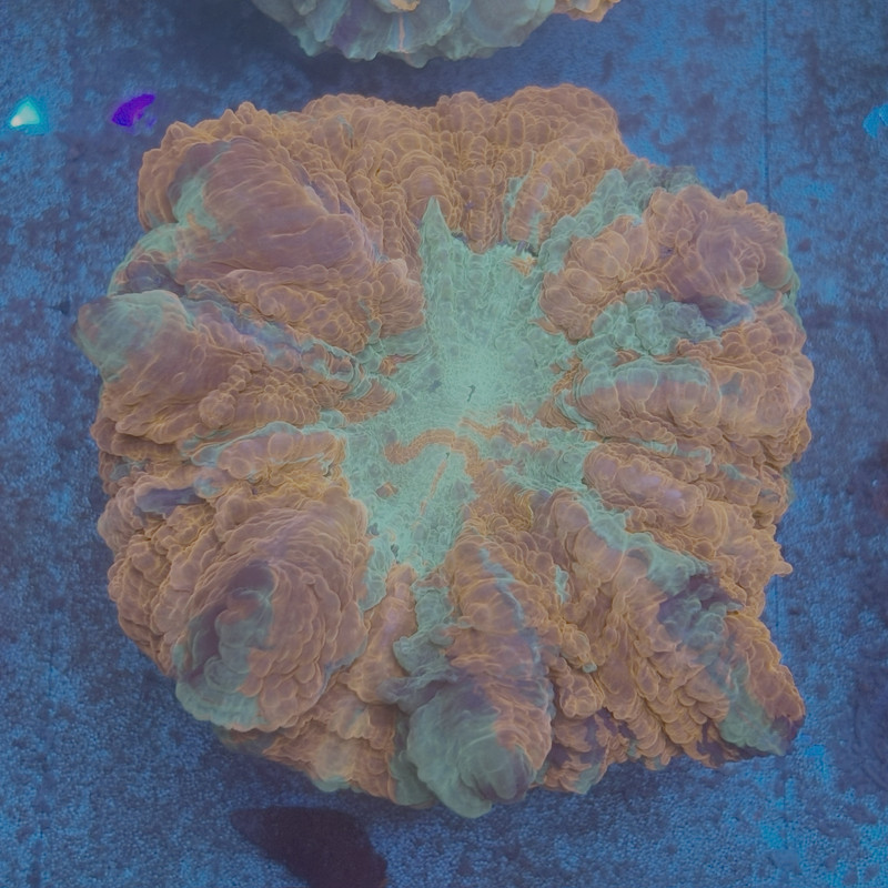 Rainbow Acanthophyllia B03-05-M08
