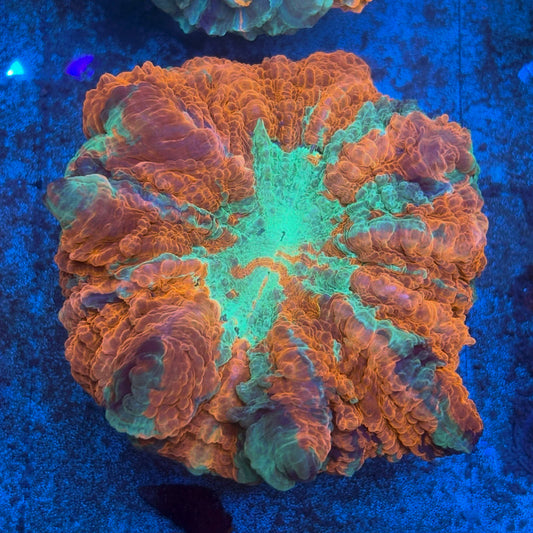 Rainbow Acanthophyllia B03-05-M08