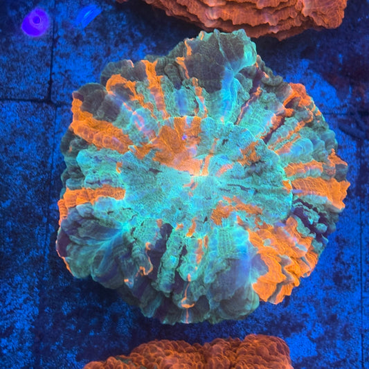 Rainbow Acanthophyllia B03-06-M08
