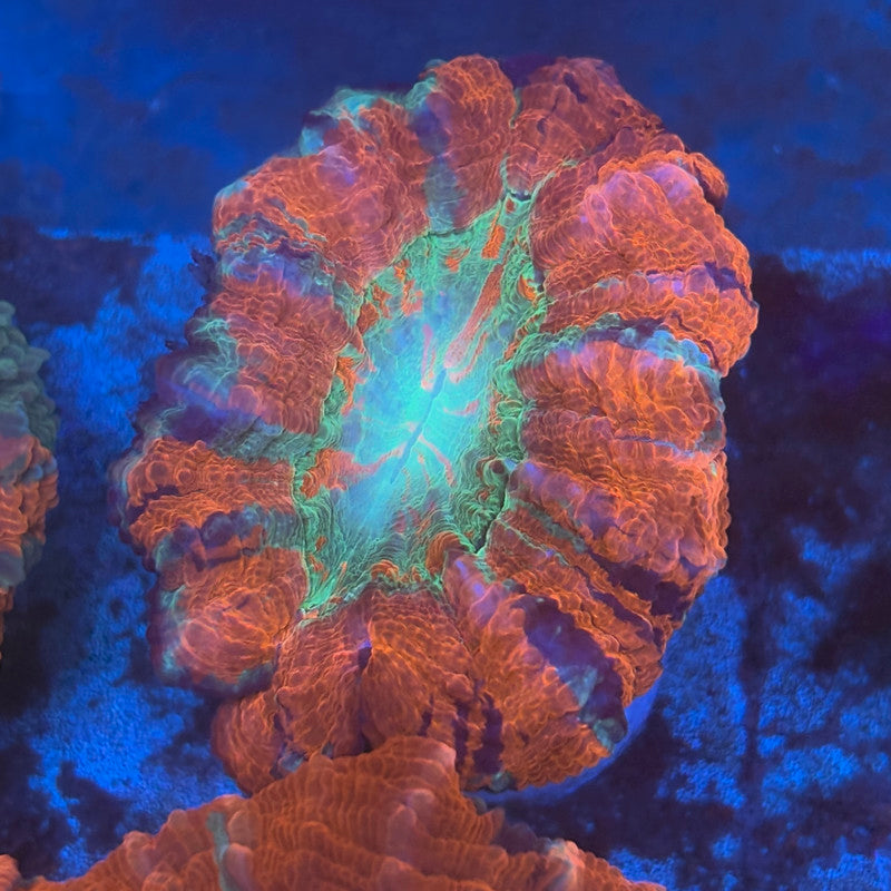 Rainbow Acanthophyllia B03-08-M08