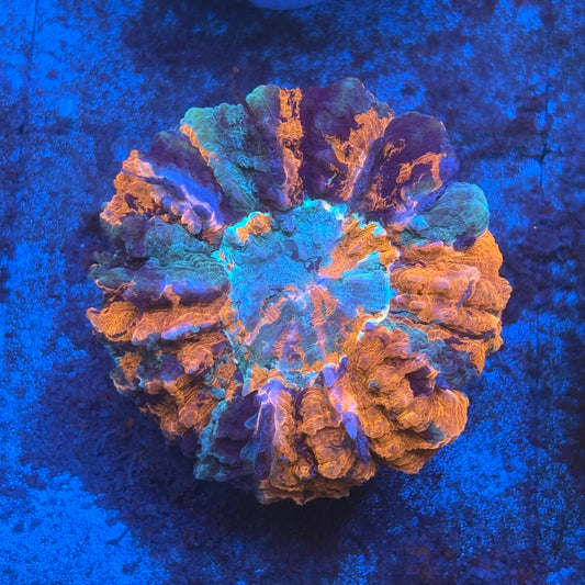 Rainbow Acanthophyllia B04-05-M08