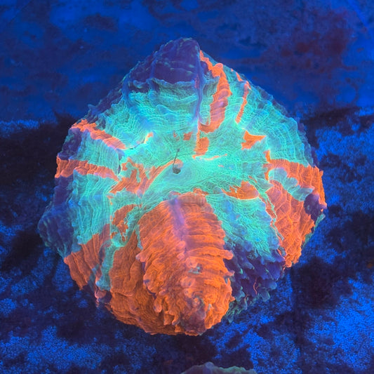 Rainbow Acanthophyllia B04-08-M08