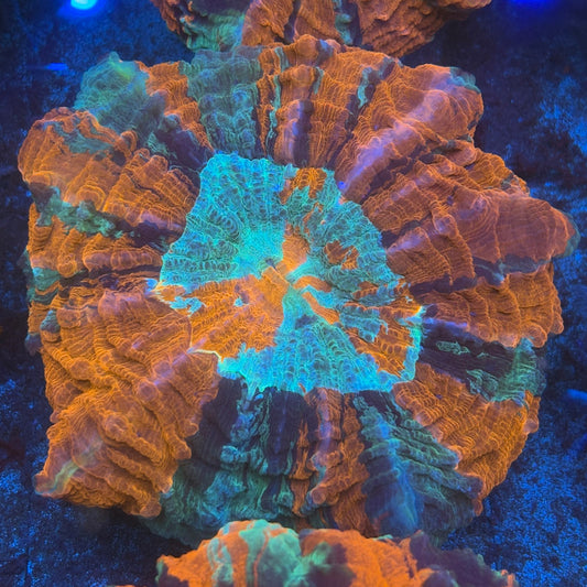 Rainbow Acanthophyllia B05-06-M08