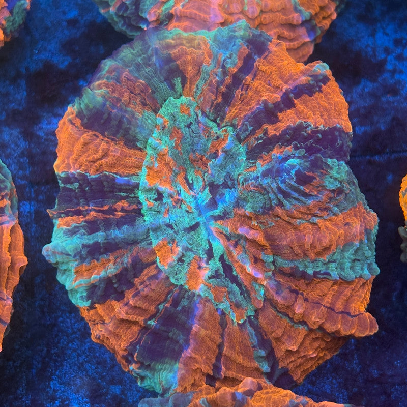 Rainbow Acanthophyllia B05-07-M08