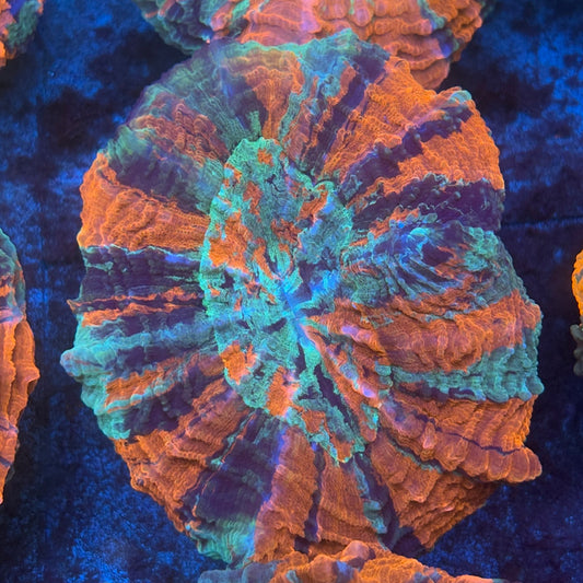 Rainbow Acanthophyllia B05-07-M08