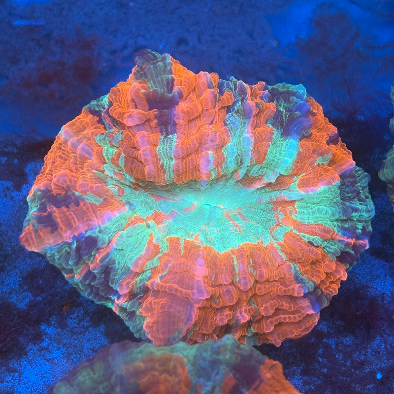 Rainbow Acanthophyllia B05-08-M08