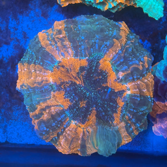Ultra Acanthophyllia B06-01-M08