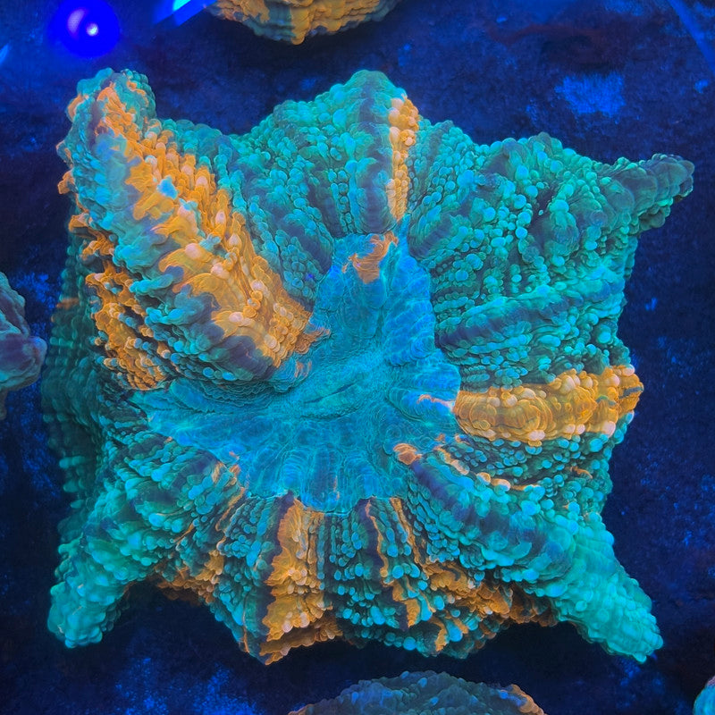 Ultra Acanthophyllia B06-02-M08