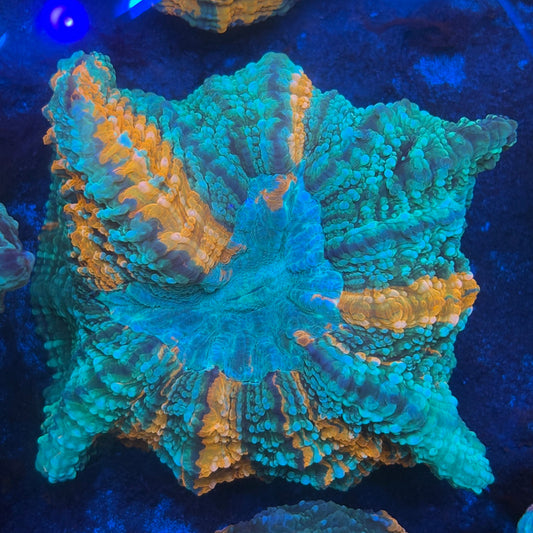 Ultra Acanthophyllia B06-02-M08