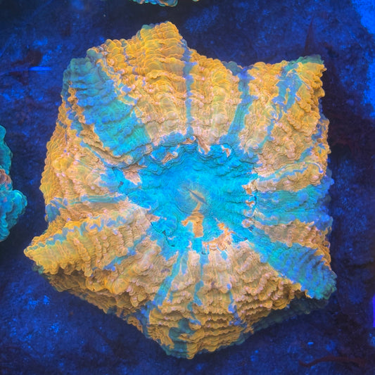Ultra Acanthophyllia B06-03-M08