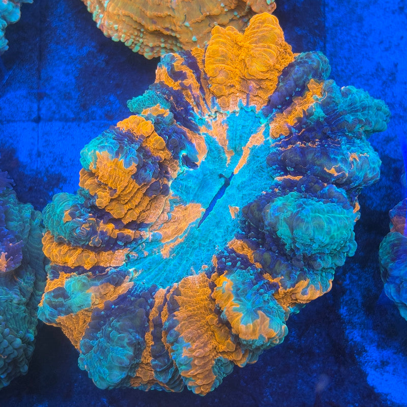 Rainbow Acanthophyllia B06-04-M08
