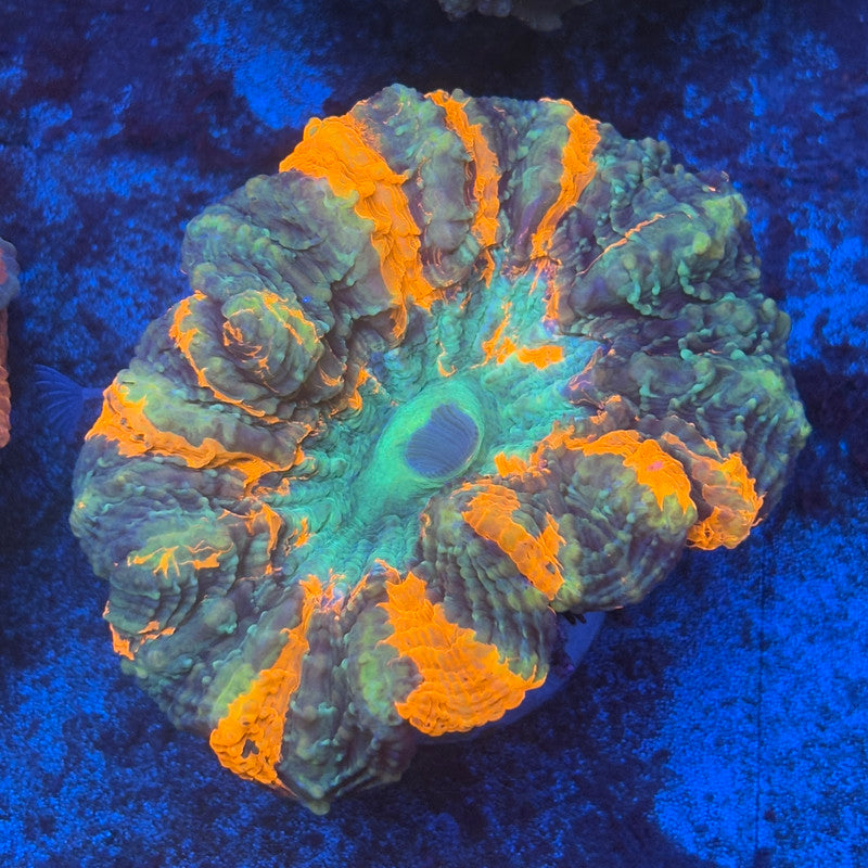 Rainbow Acanthophyllia B06-06-M08