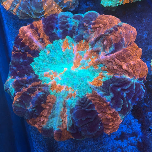Rainbow Acanthophyllia B07-01-M08