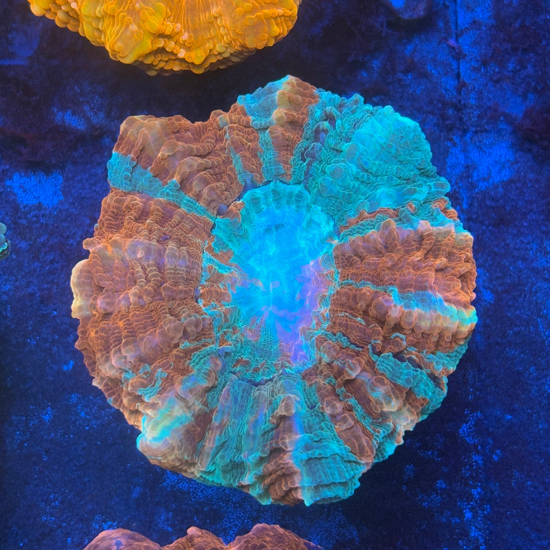 Ultra Acanthophyllia B07-02-M08