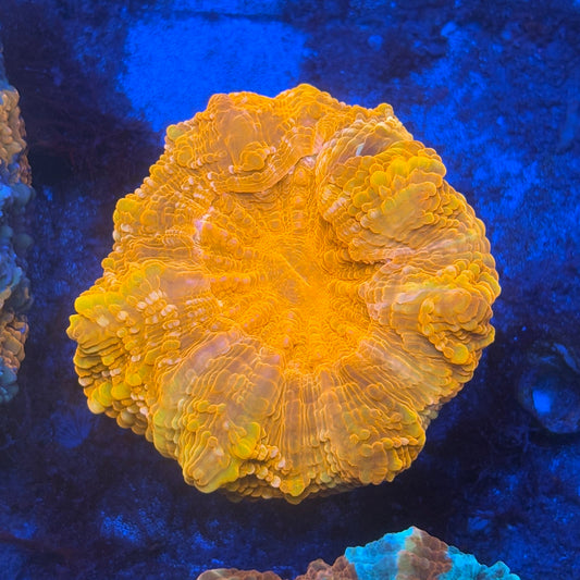 Fire Acanthophyllia B07-03-M08