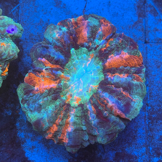 B07-04-M08 Rainbow Acanthophyllia