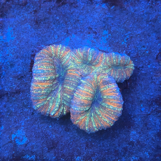 B09-03-M08 Lobo WYSIWYG