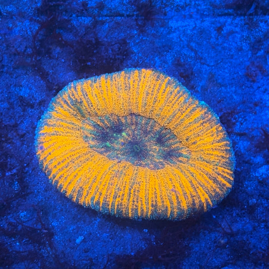 B09-04-M08 Lobo WYSIWYG
