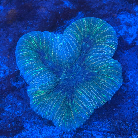 B09-07-M08 Symphyllia WYSIWYG