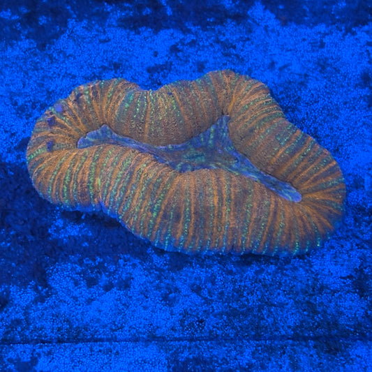 B10-08-M08 Lobo WYSIWYG