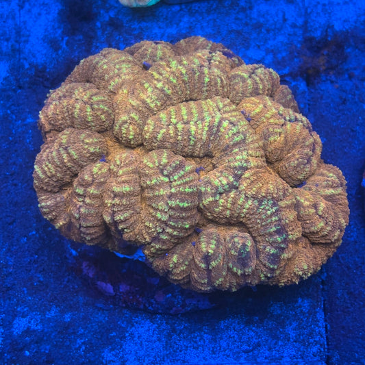 B11-05-M08 Symphyllia WYSIWYG