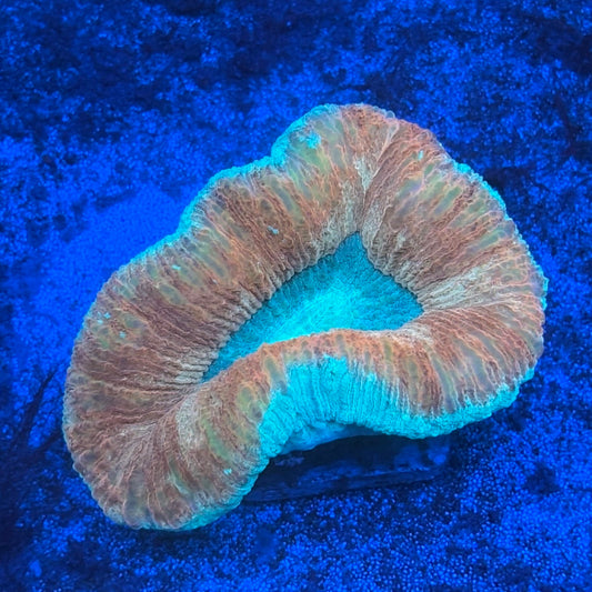 B11-06-M08 Trachyphyllia WYSIWYG