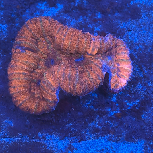 B11-08-M08 Symphyllia WYSIWYG