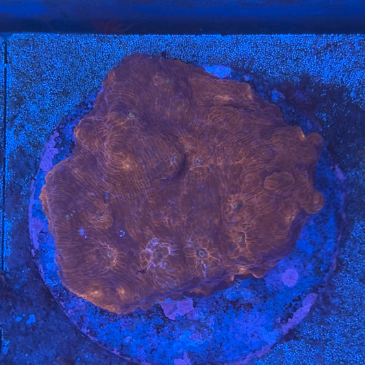 B12-01-M08 Chalice Colony WYSIWYG