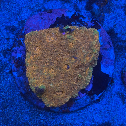 B12-02-M08 Chalice Colony WYSIWYG