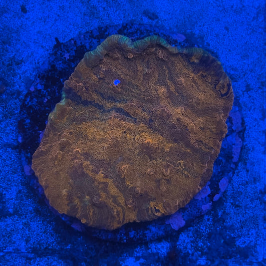 B12-03-M08 Chalice Colony WYSIWYG