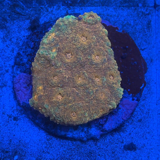 B12-04-M08 Chalice Colony WYSIWYG