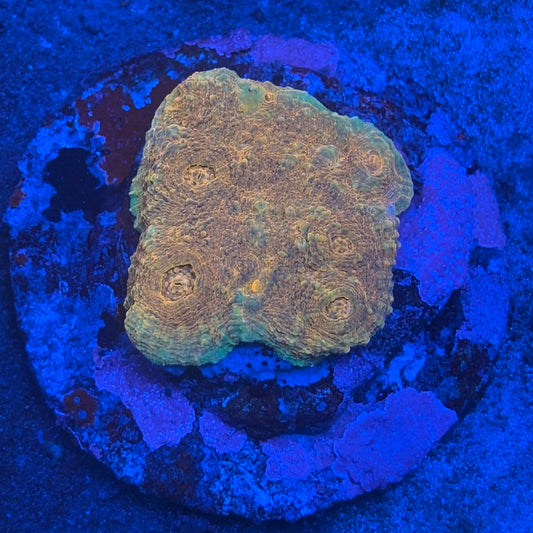 B12-05-M08 Chalice Colony WYSIWYG