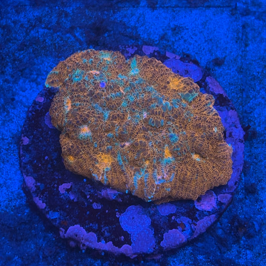 B12-06-M08 Chalice Colony WYSIWYG