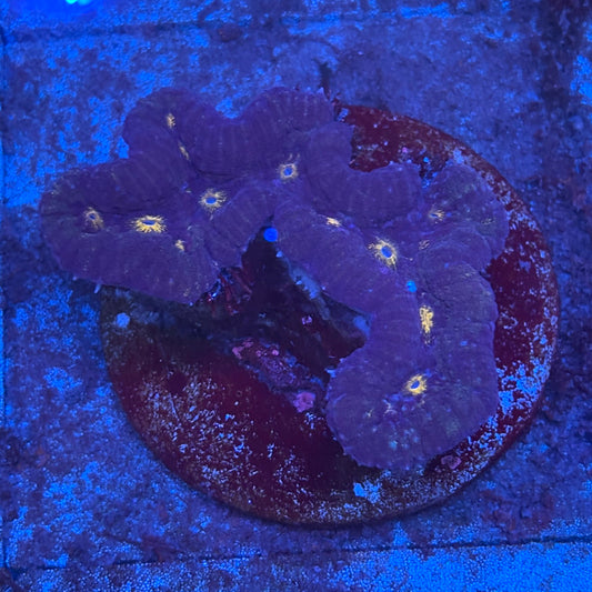 B12-07-M08 Sypmphyllia WYSIWYG