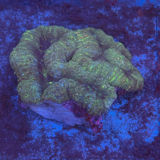 B12-08-M08 Sypmphyllia WYSIWYG