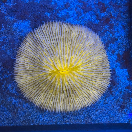 B13-01-M08 Fungia WYSIWYG
