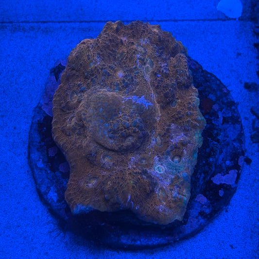 B13-04-M08 Chalice Colony WYSIWYG