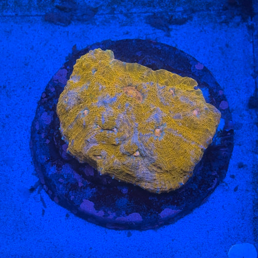 B13-05-M08 Chalice Colony WYSIWYG