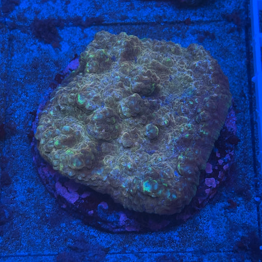 B13-06-M08 Chalice Colony WYSIWYG