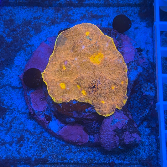 B13-07-M08 Chalice Colony WYSIWYG