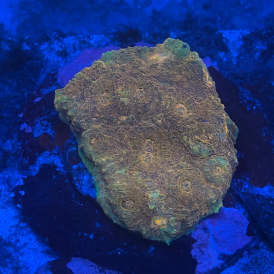 B13-08-M08 Chalice Colony WYSIWYG